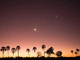 Africa 213 : Africa, Botswana, Chitabe, Evening Glow, Nature, Night Sky, Okavango, Palm Trees, Trees